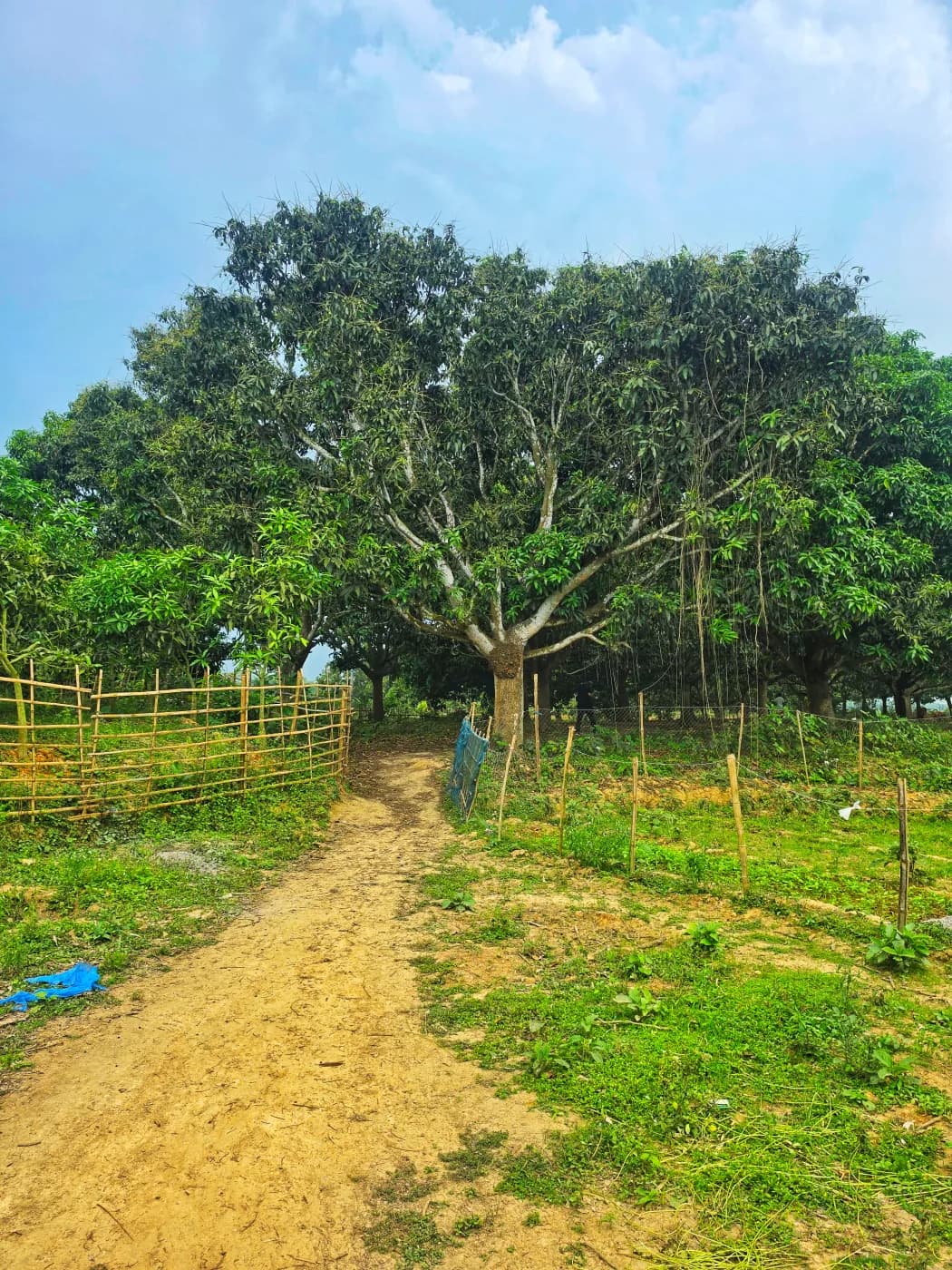 সাপাহার বাগান 2