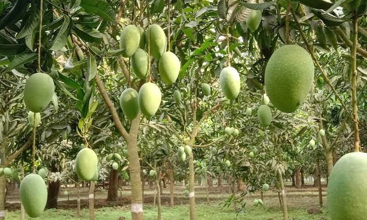 সাপাহার বাগান 8