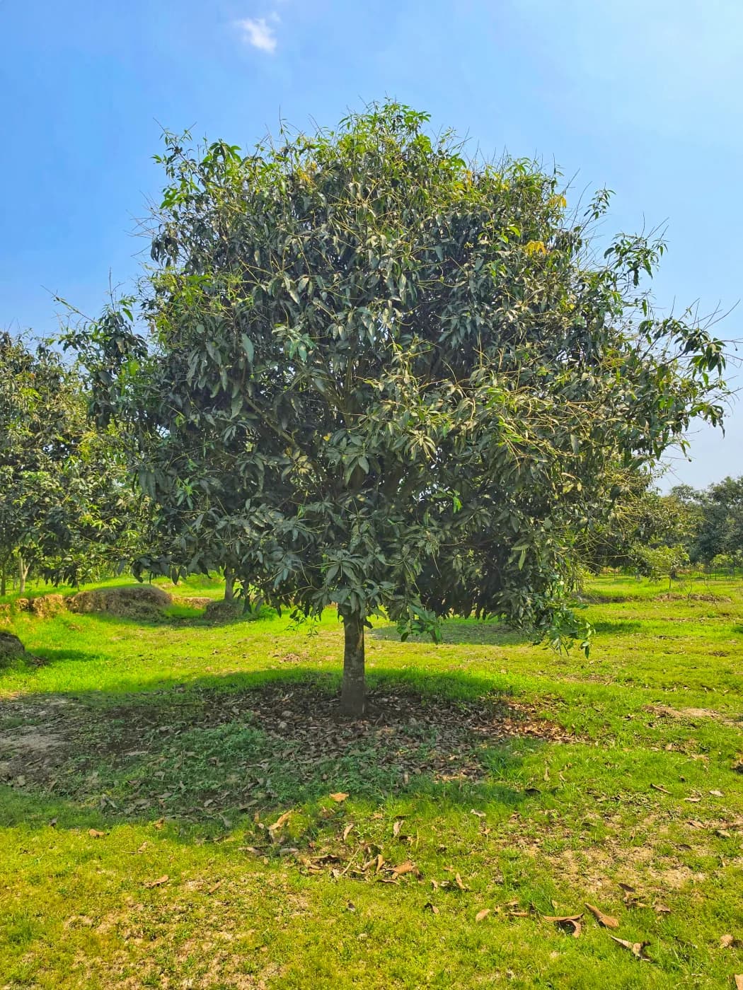 সাপাহার বাগান 9