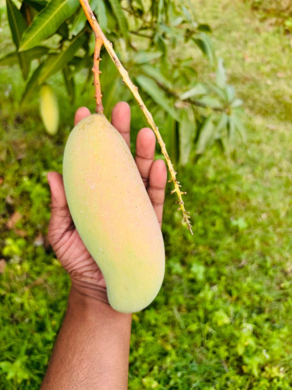 সাপাহার বাগান 12