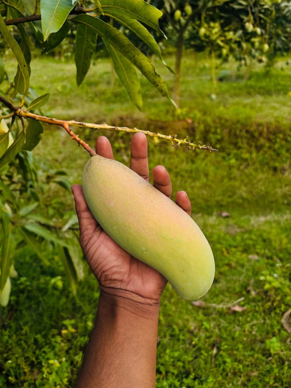 সাপাহার বাগান 13